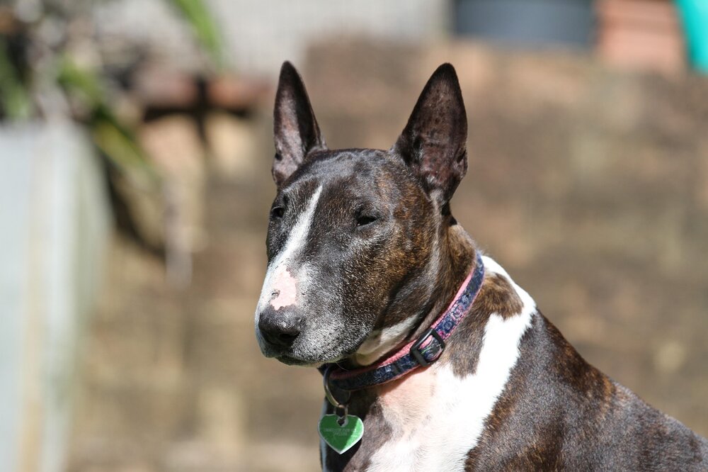 Bullterrier, Listenhund