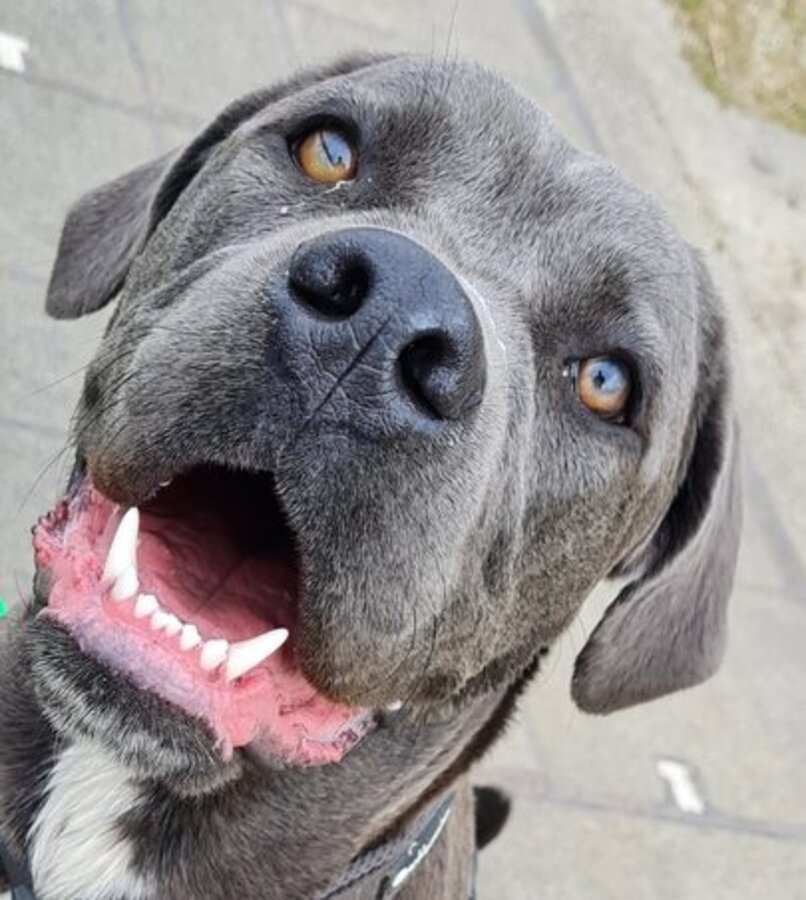 Cane Corso, Listenhund