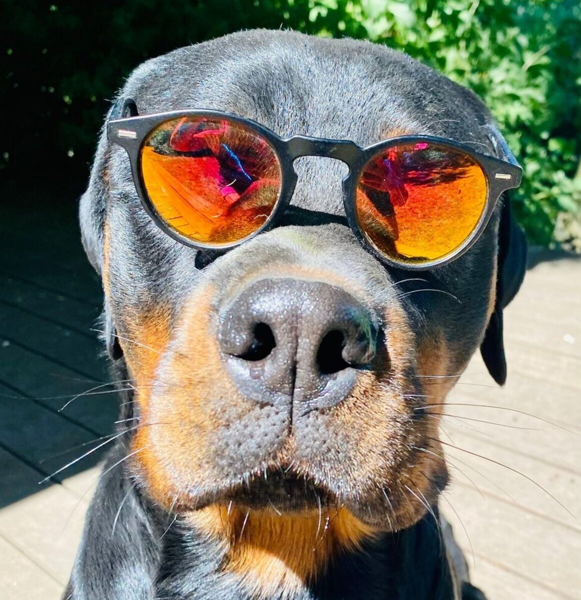 Yoshi, Rottweiler-Rüde